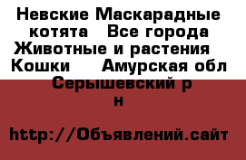 Невские Маскарадные котята - Все города Животные и растения » Кошки   . Амурская обл.,Серышевский р-н